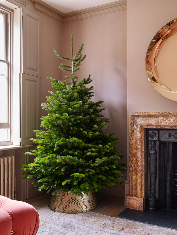 Premium Christmas Trees delivered to your door.